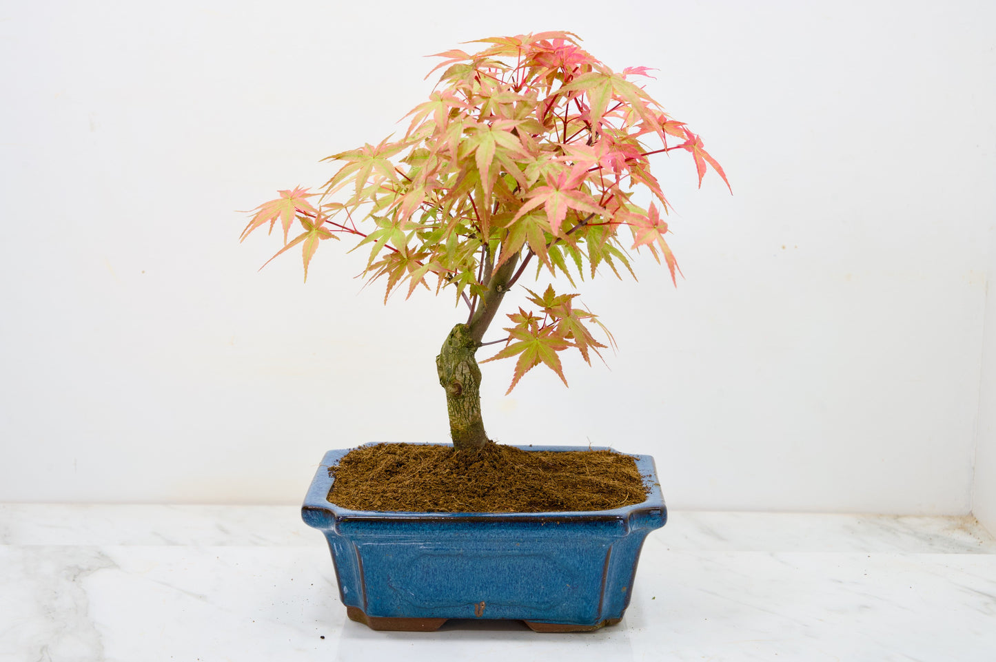 Deshojo Japanese Maple Bonsai & Care Kit