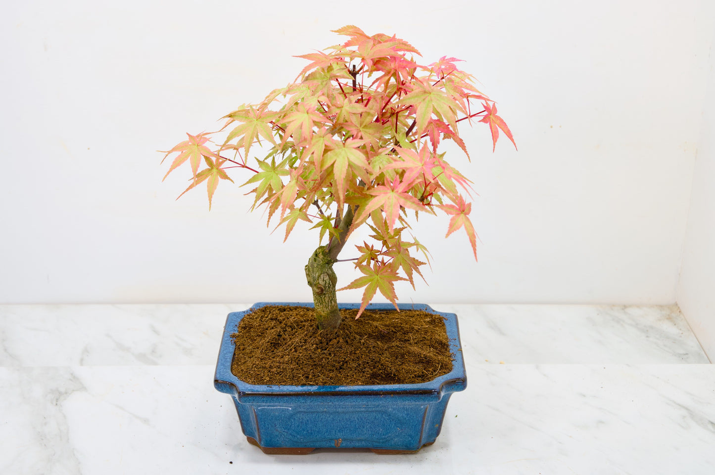 Deshojo Japanese Maple Bonsai & Care Kit