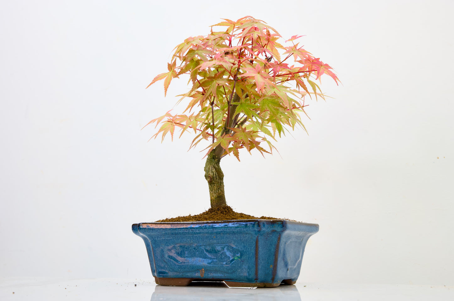 Deshojo Japanese Maple Bonsai & Care Kit