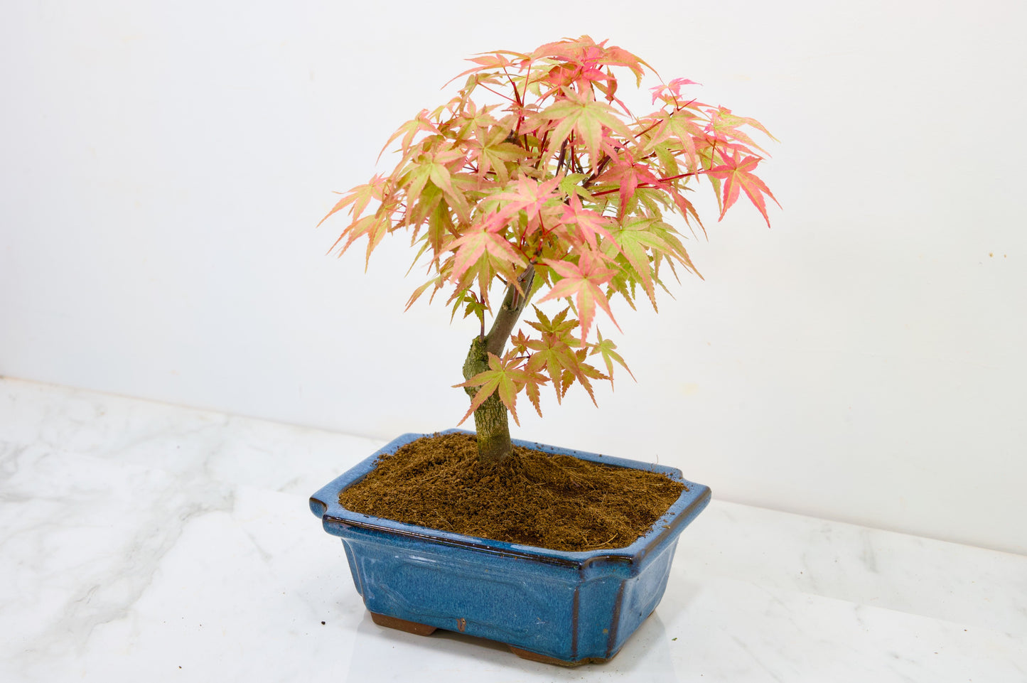 Deshojo Japanese Maple Bonsai & Care Kit