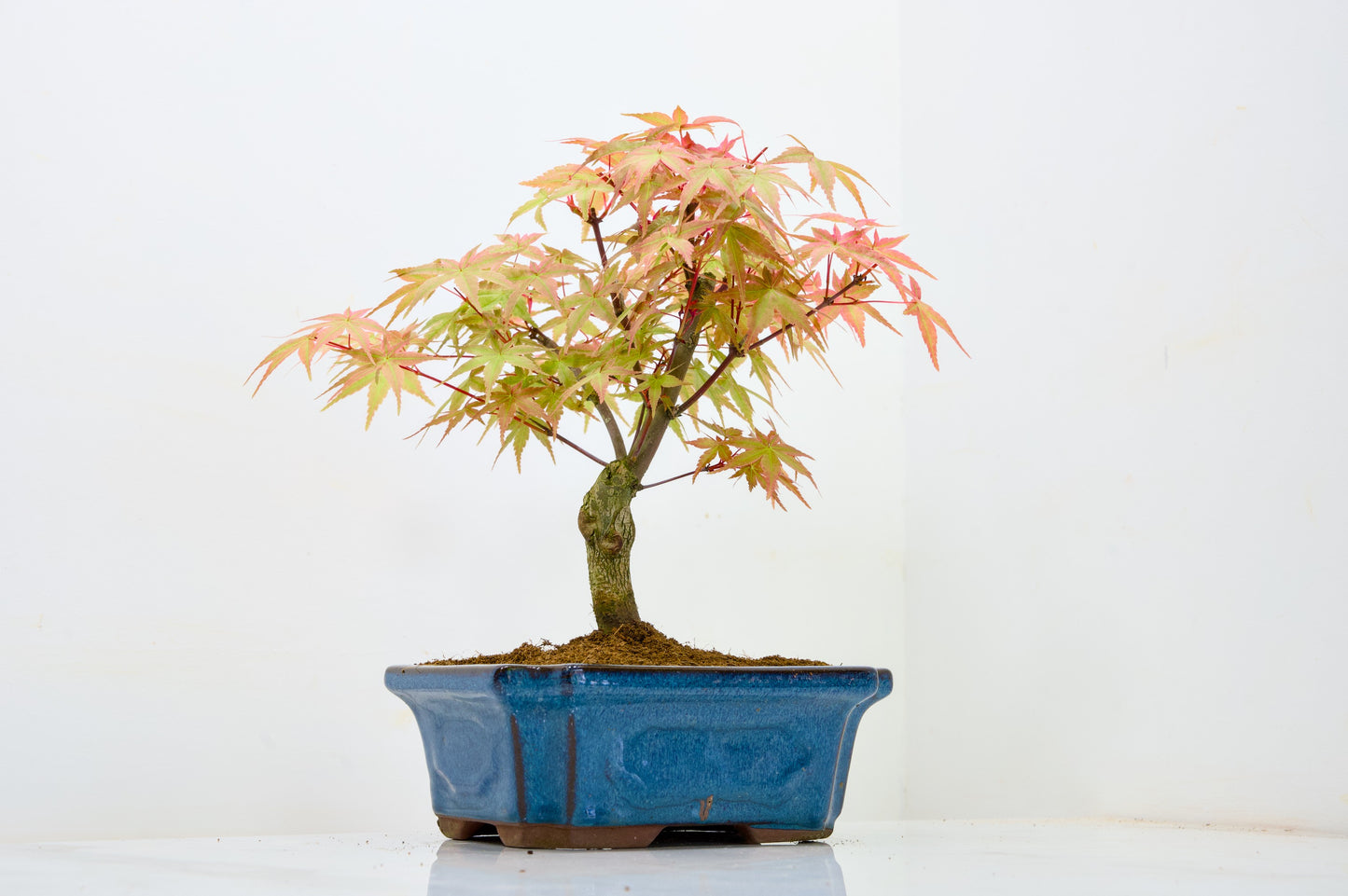 Deshojo Japanese Maple Bonsai & Care Kit