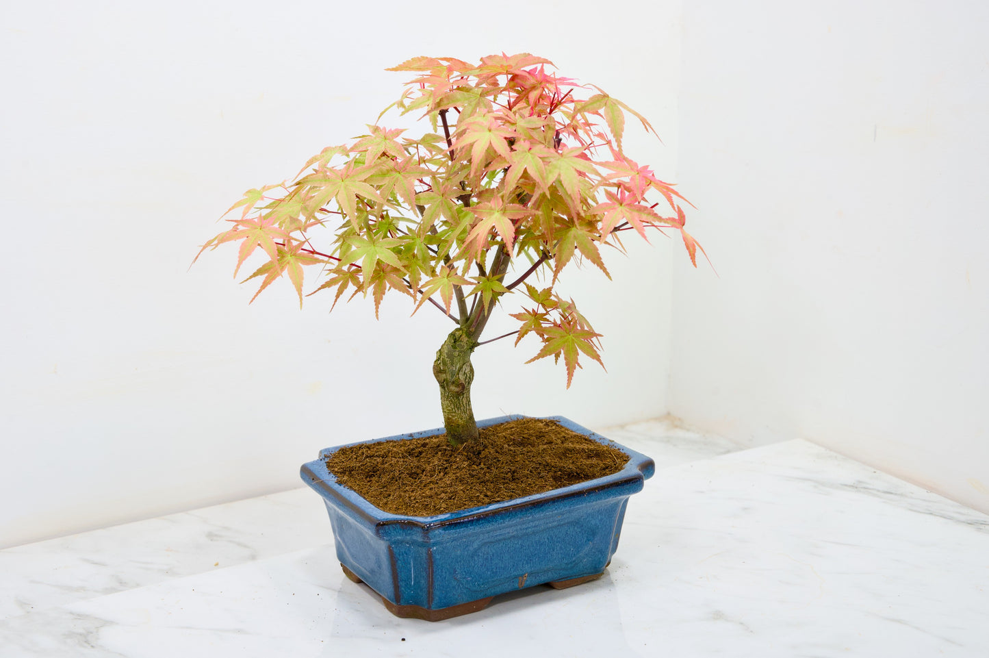 Deshojo Japanese Maple Bonsai & Care Kit
