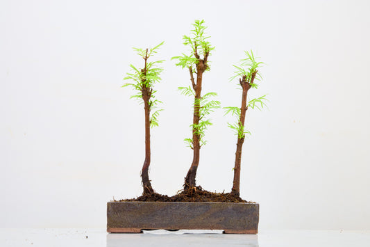 Dawn Redwood Bonsai 3 Tree Group
