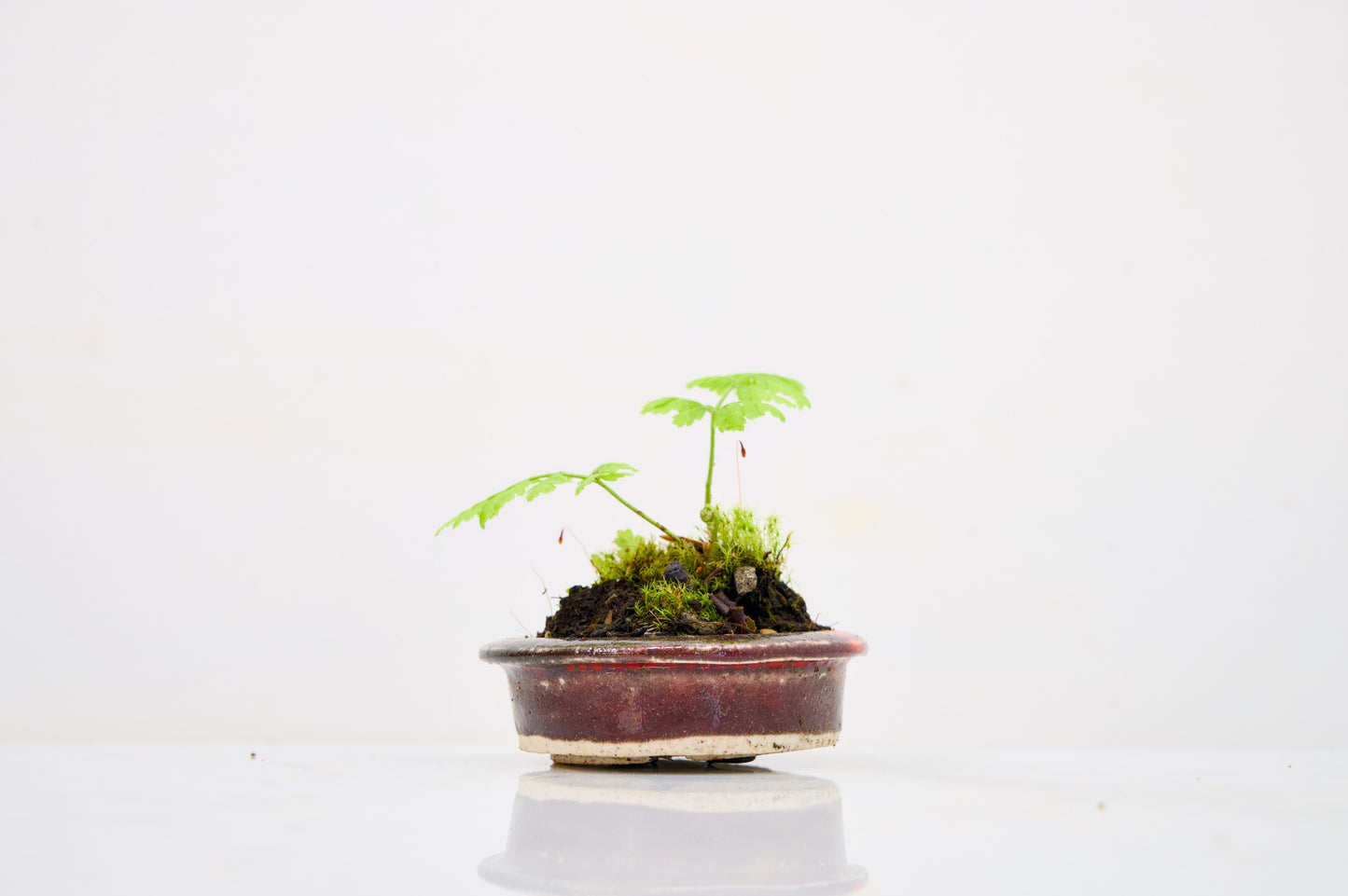Kusamono - 'Accent Plant - 'Simple Fern'