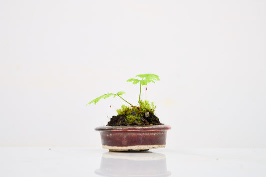 Kusamono - 'Accent Plant - 'Simple Fern'
