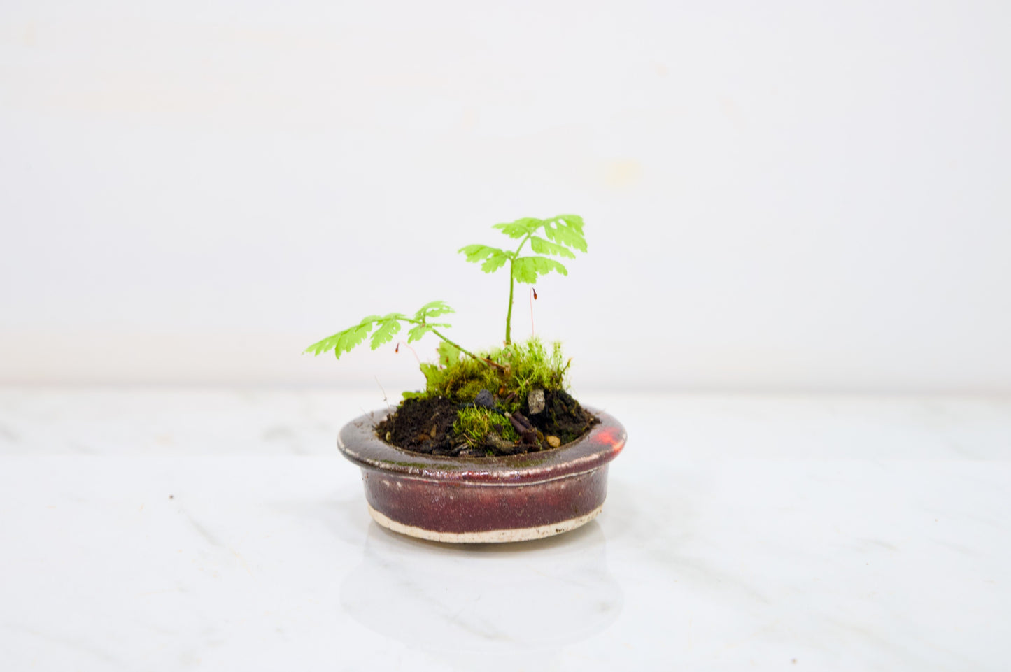 Kusamono - 'Accent Plant - 'Simple Fern'