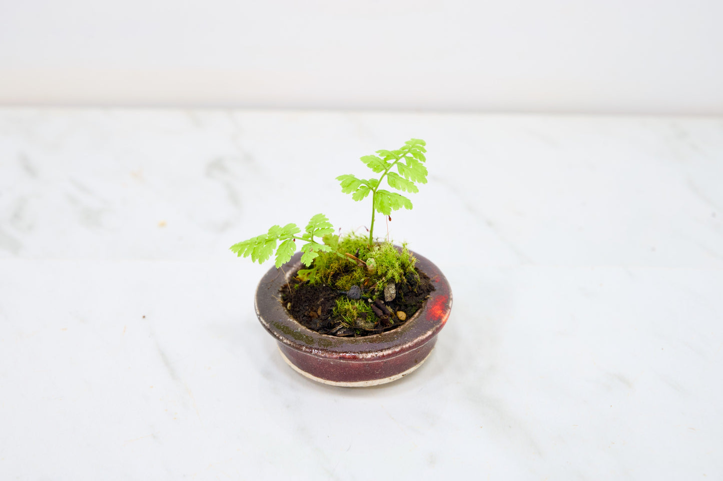 Kusamono - 'Accent Plant - 'Simple Fern'