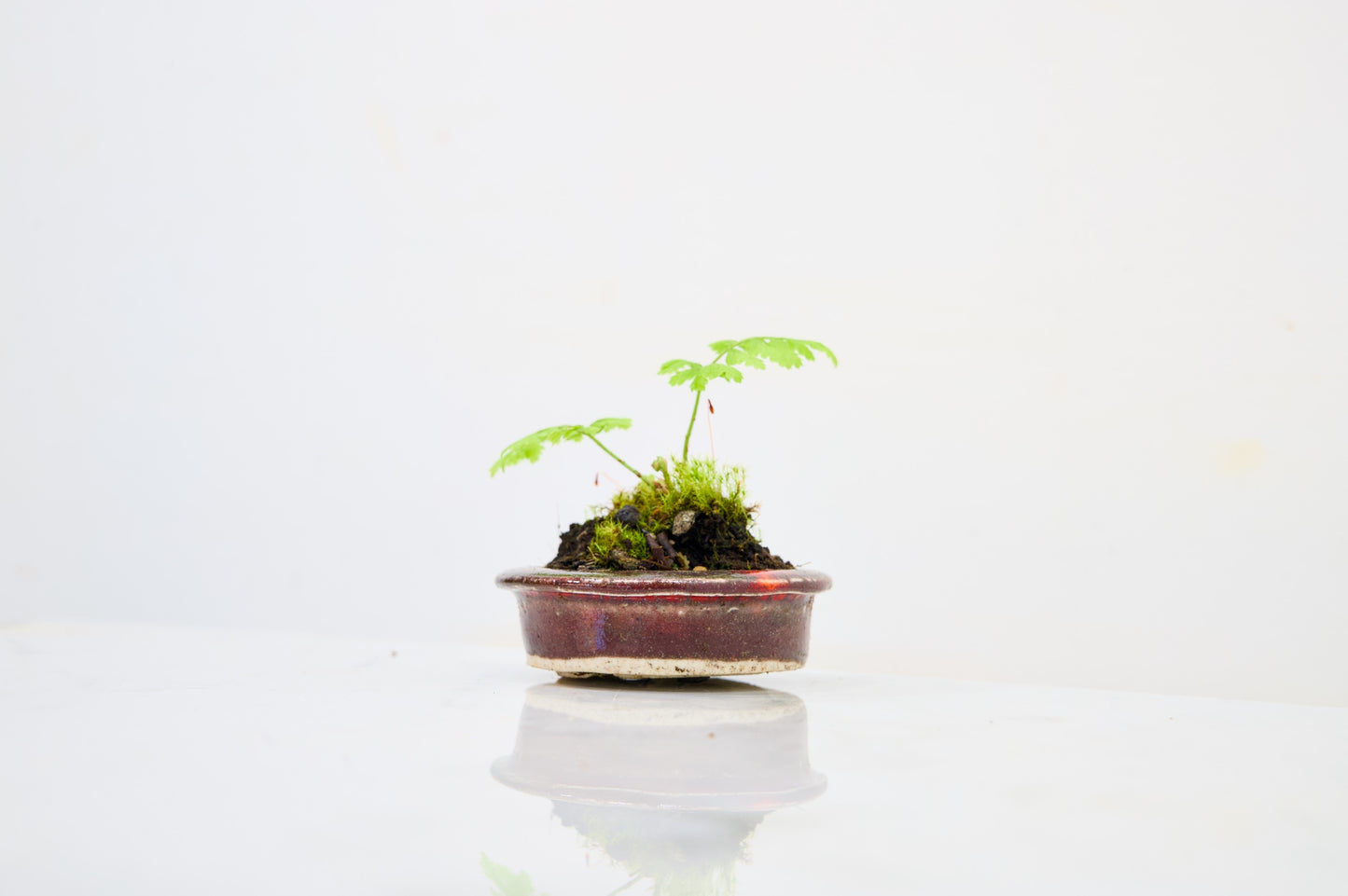 Kusamono - 'Accent Plant - 'Simple Fern'