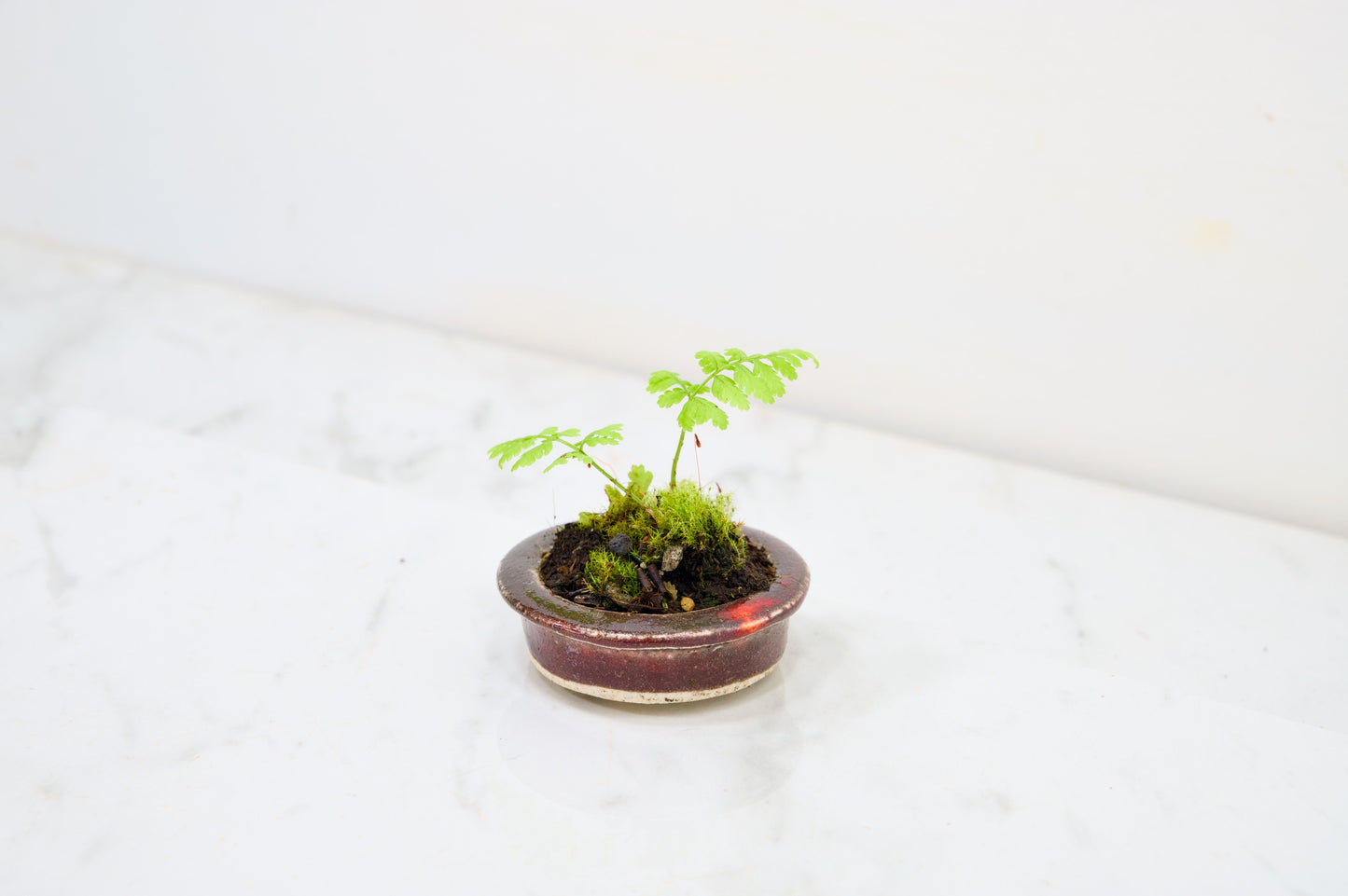 Kusamono - 'Accent Plant - 'Simple Fern'