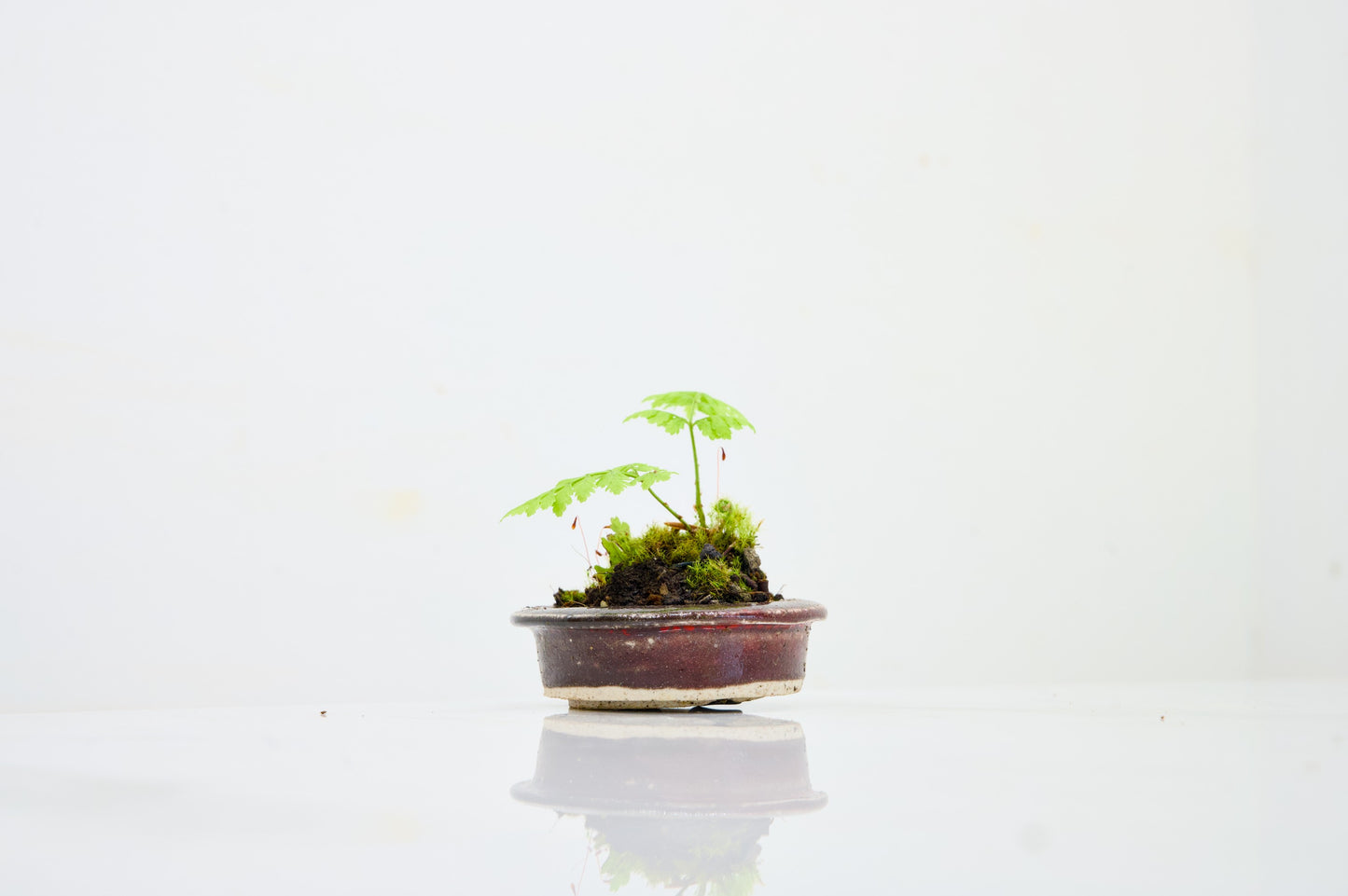 Kusamono - 'Accent Plant - 'Simple Fern'