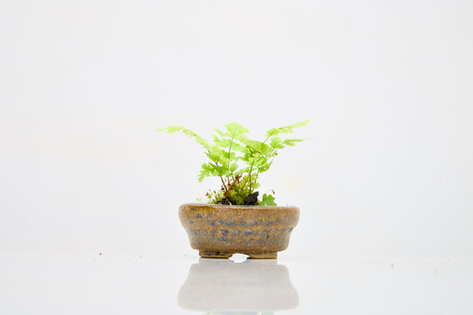 Kusamono - 'Accent Plant - 'Simple Fern'