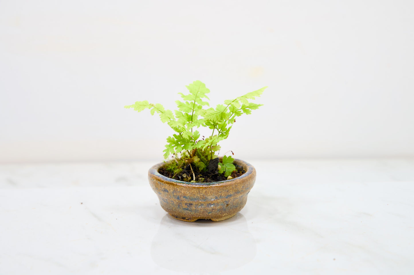 Kusamono - 'Accent Plant - 'Simple Fern'
