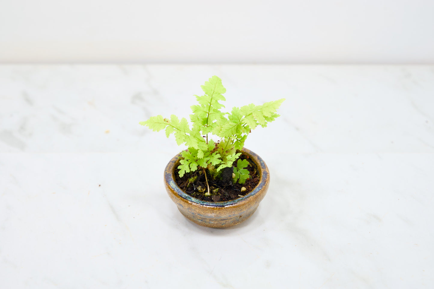 Kusamono - 'Accent Plant - 'Simple Fern'