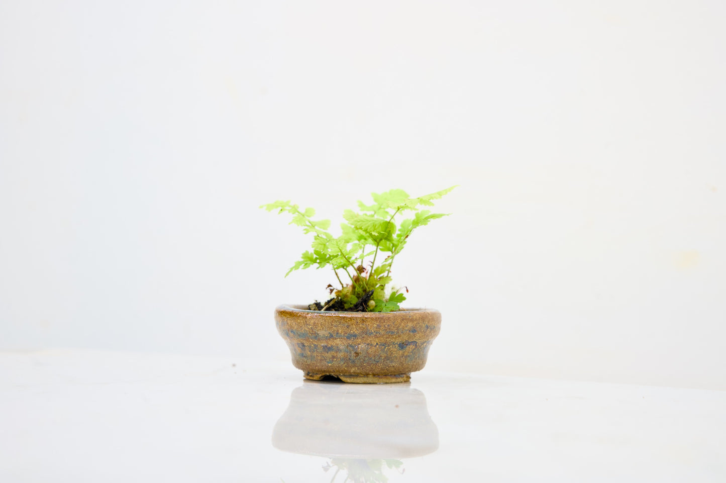 Kusamono - 'Accent Plant - 'Simple Fern'