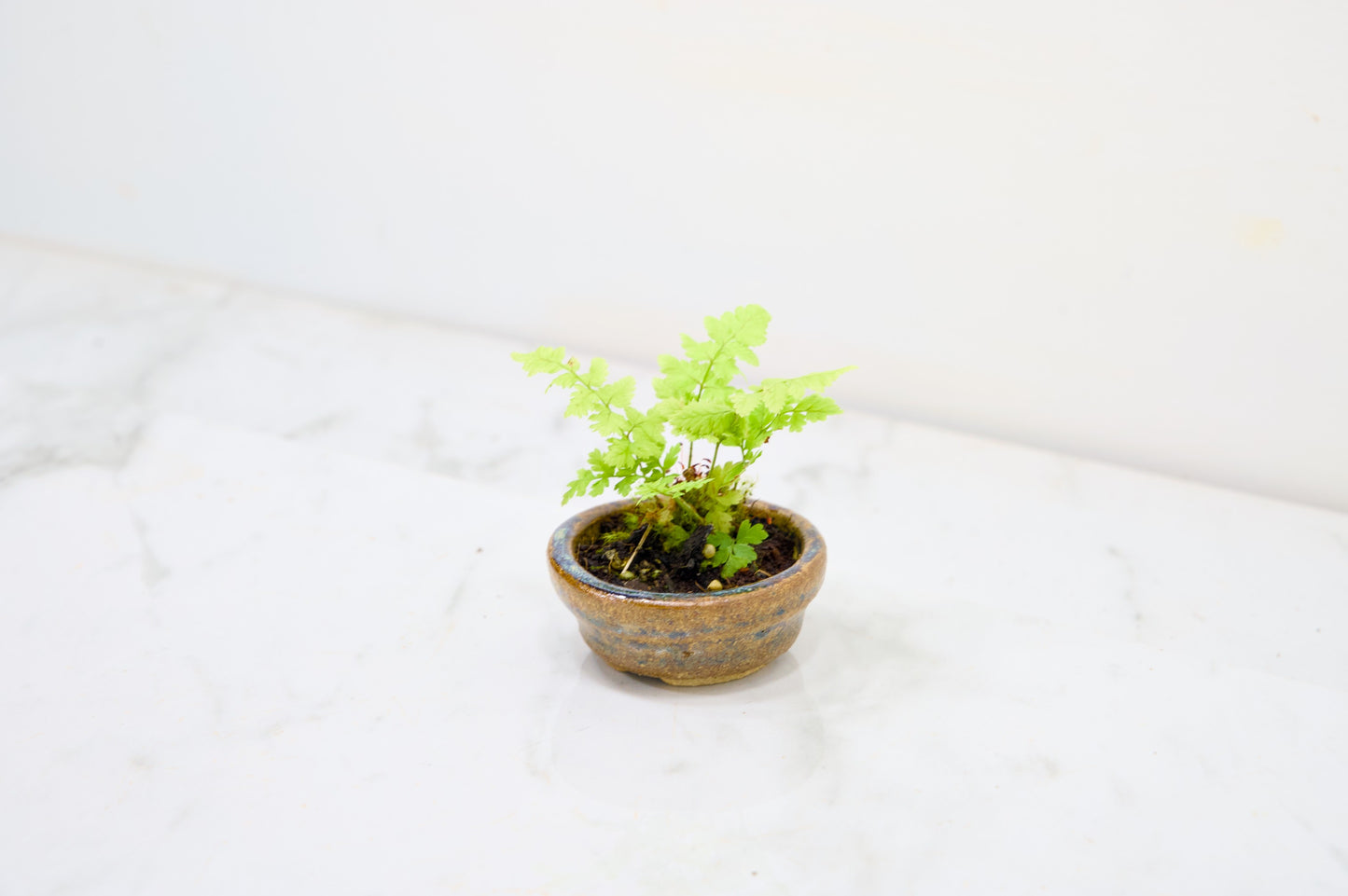Kusamono - 'Accent Plant - 'Simple Fern'