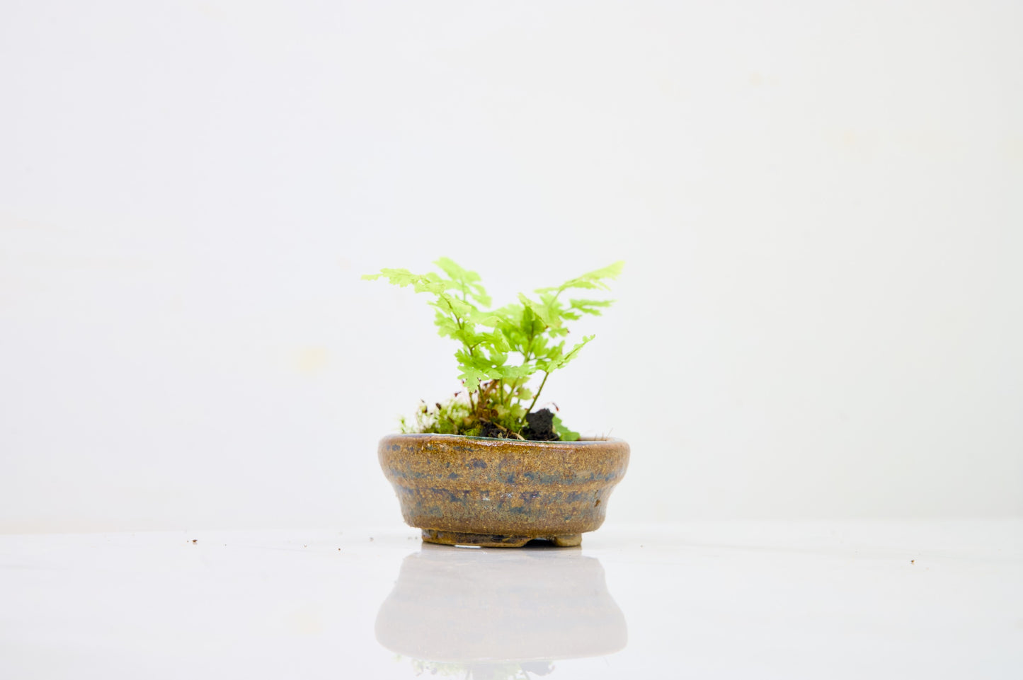 Kusamono - 'Accent Plant - 'Simple Fern'