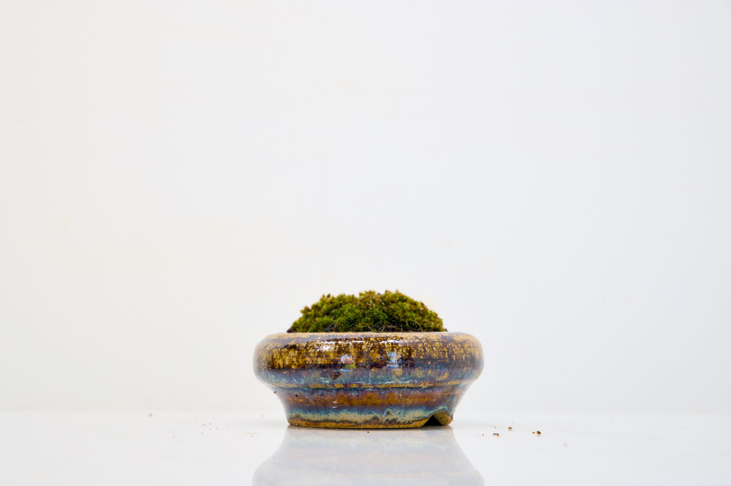 Kusamono - 'Accent Plant - 'Simple Moss'