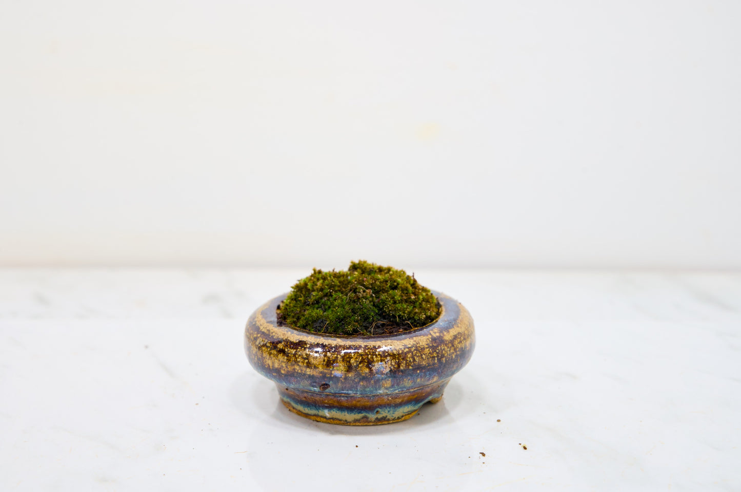 Kusamono - 'Accent Plant - 'Simple Moss'