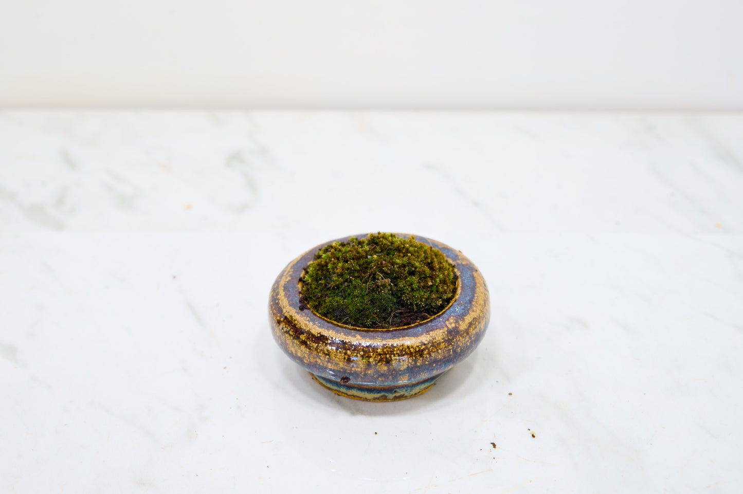 Kusamono - 'Accent Plant - 'Simple Moss'