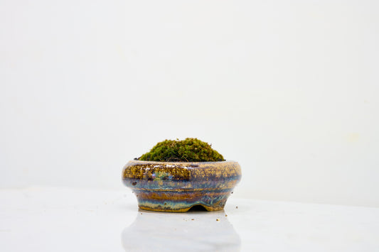 Kusamono - 'Accent Plant - 'Simple Moss'