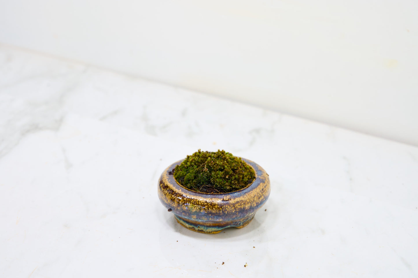 Kusamono - 'Accent Plant - 'Simple Moss'