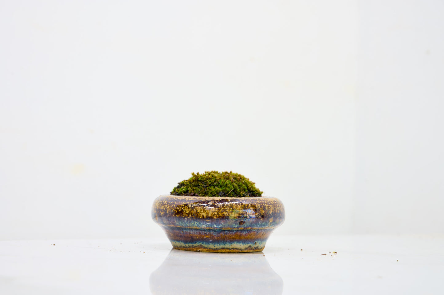 Kusamono - 'Accent Plant - 'Simple Moss'