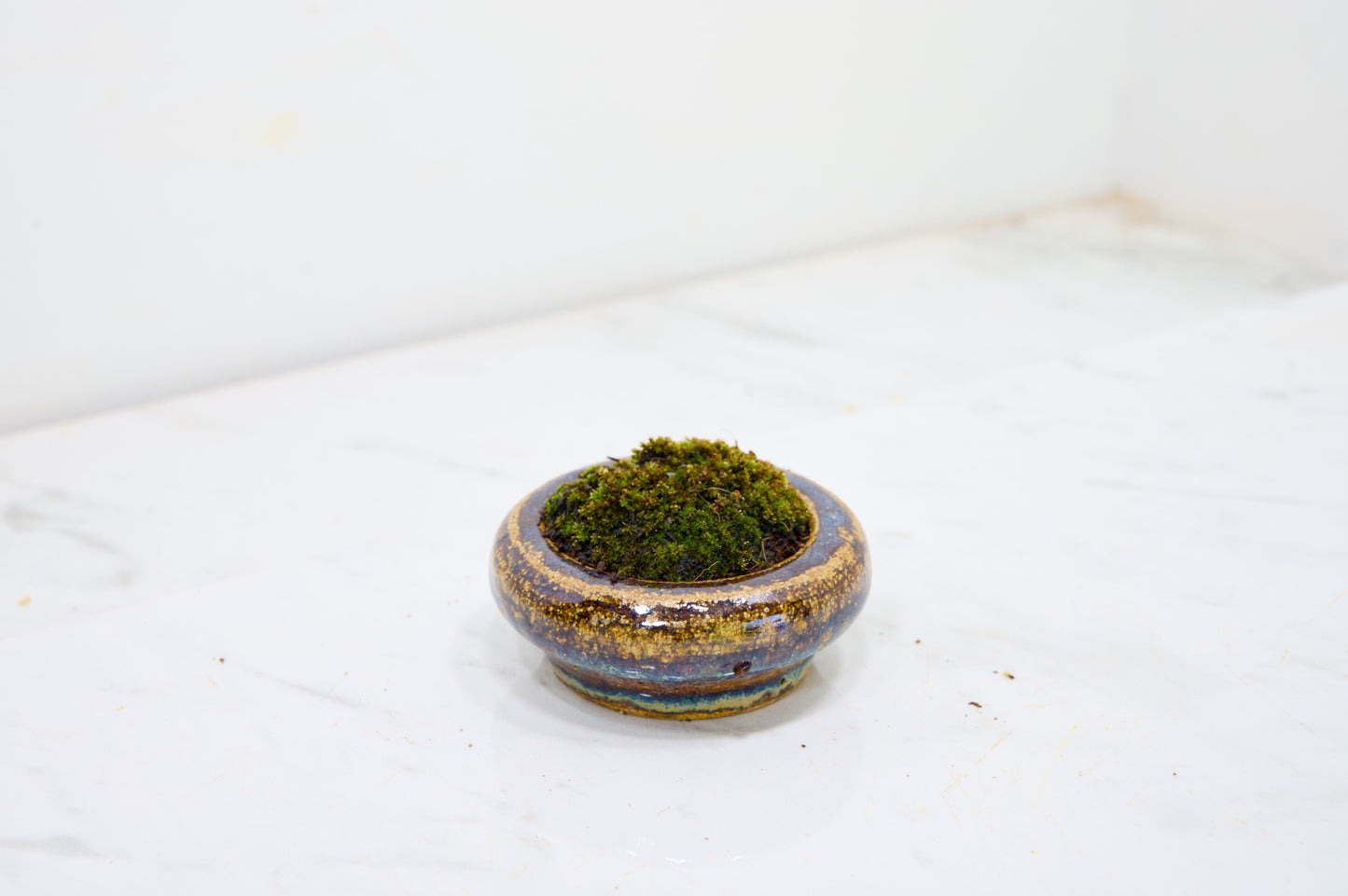 Kusamono - 'Accent Plant - 'Simple Moss'