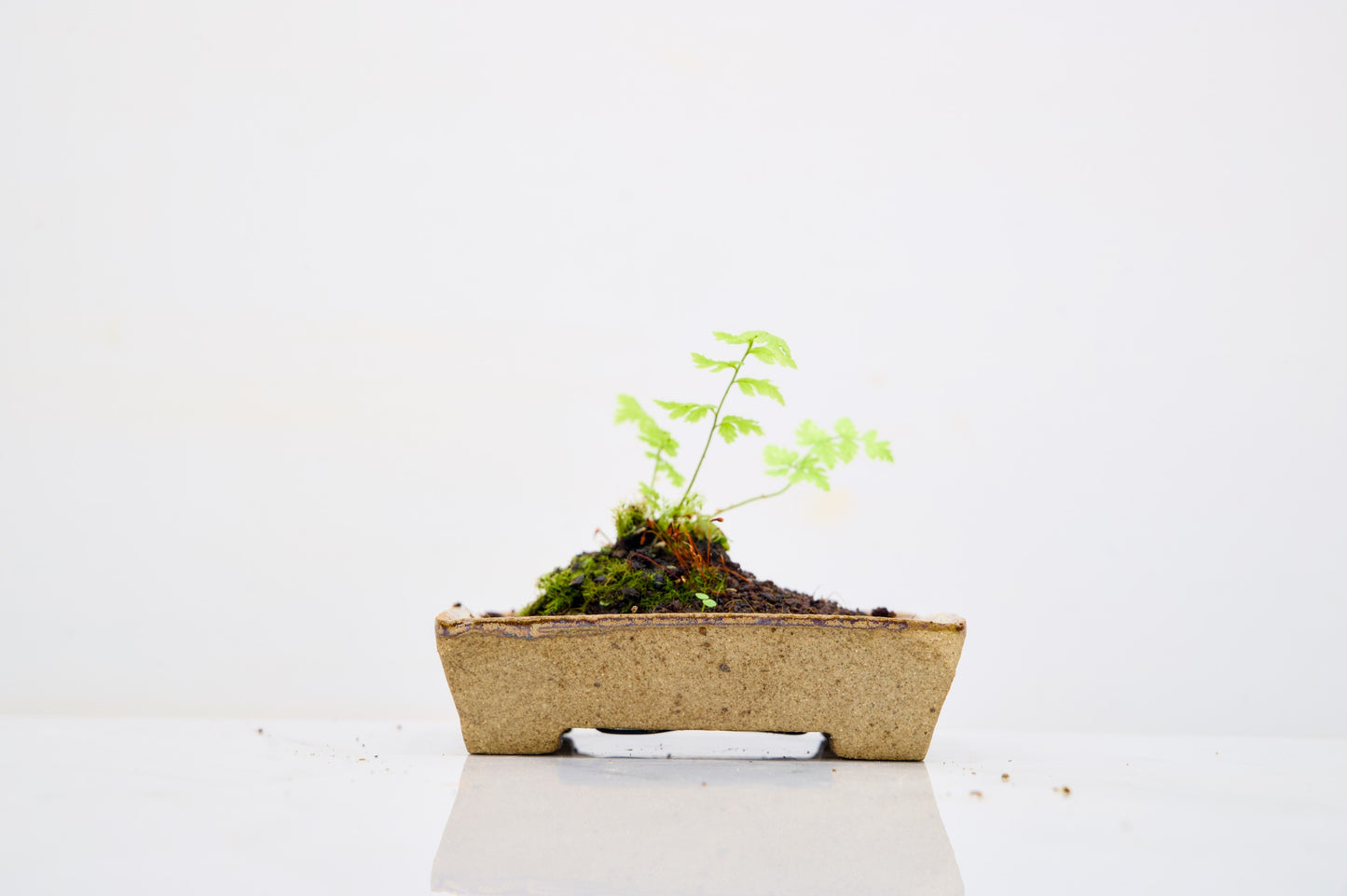 Kusamono - 'Accent Plant - 'Simple Fern'