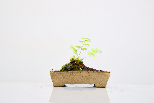 Kusamono - 'Accent Plant - 'Simple Fern' (Copy)