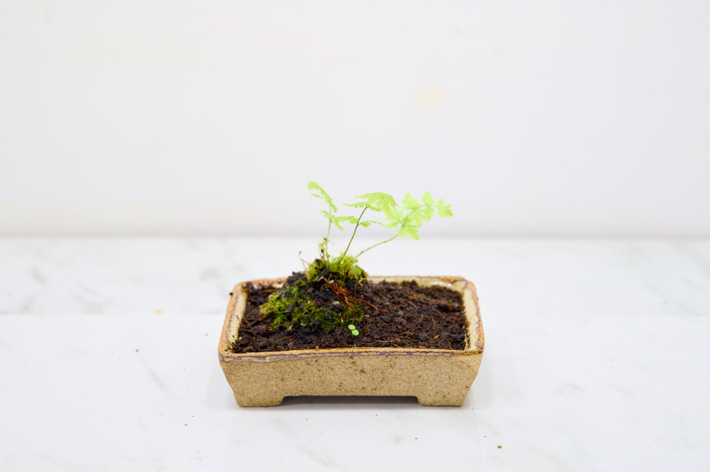 Kusamono - 'Accent Plant - 'Simple Fern'