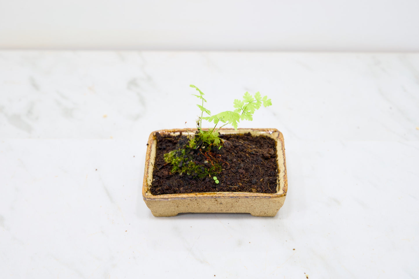 Kusamono - 'Accent Plant - 'Simple Fern'
