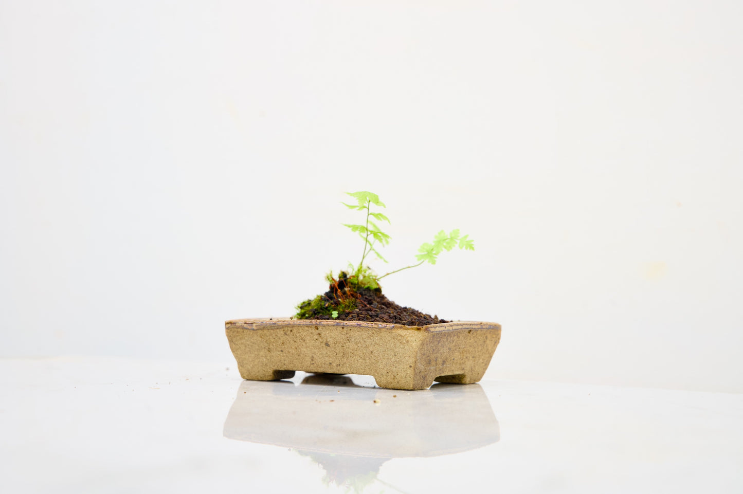 Kusamono - 'Accent Plant - 'Simple Fern'