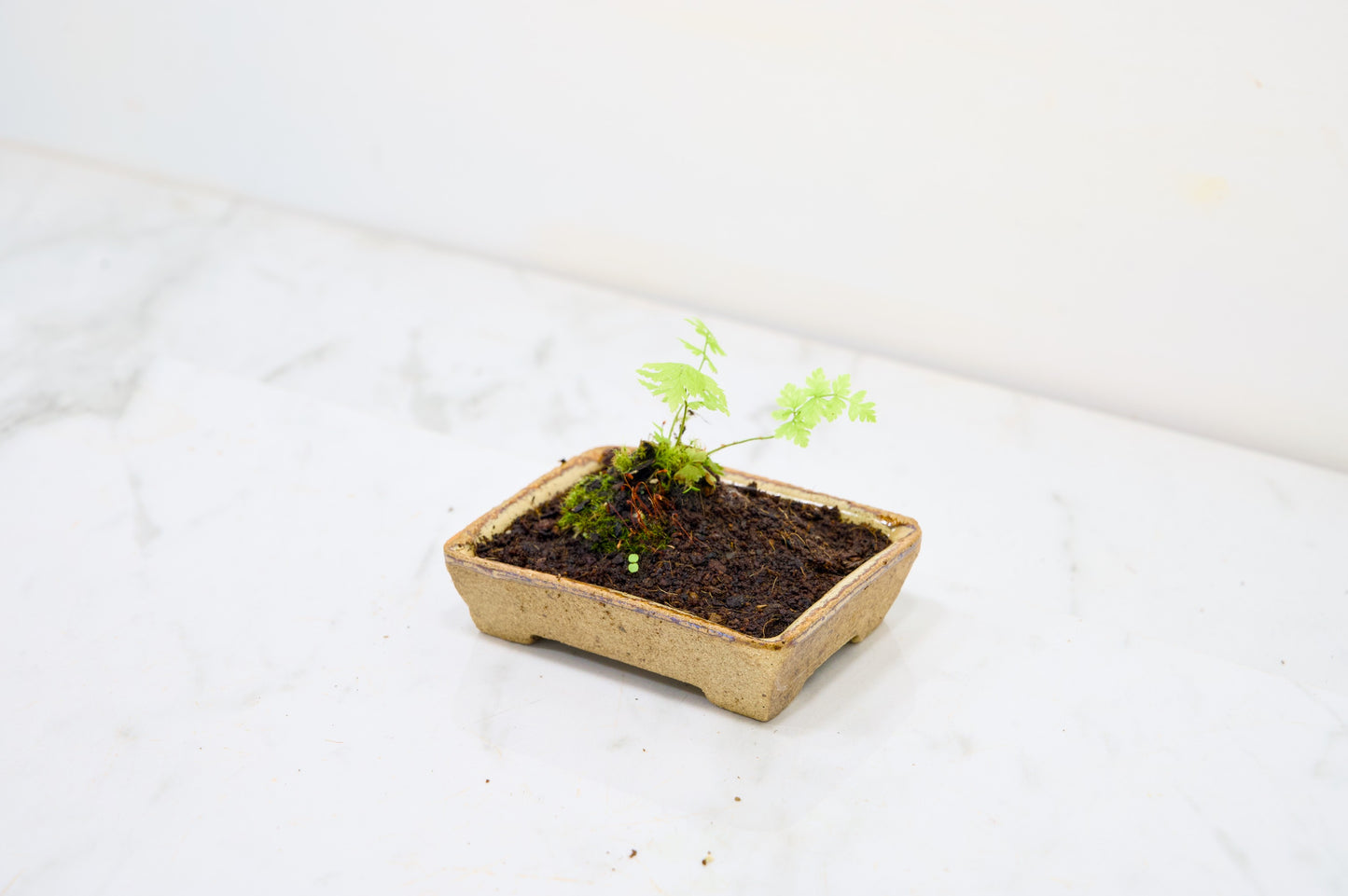 Kusamono - 'Accent Plant - 'Simple Fern'