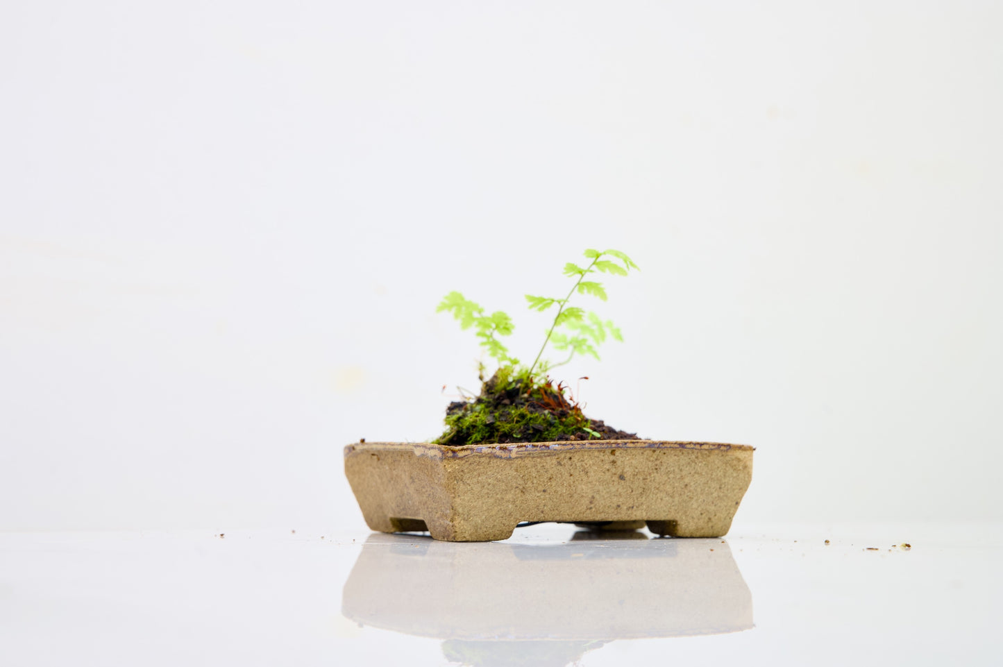 Kusamono - 'Accent Plant - 'Simple Fern'
