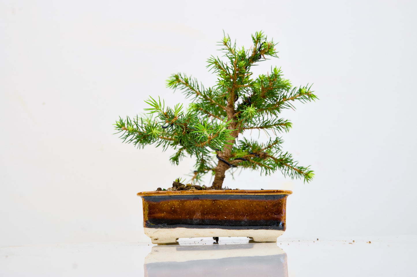 Spruce- Starter Bonsai  Signature Bundle