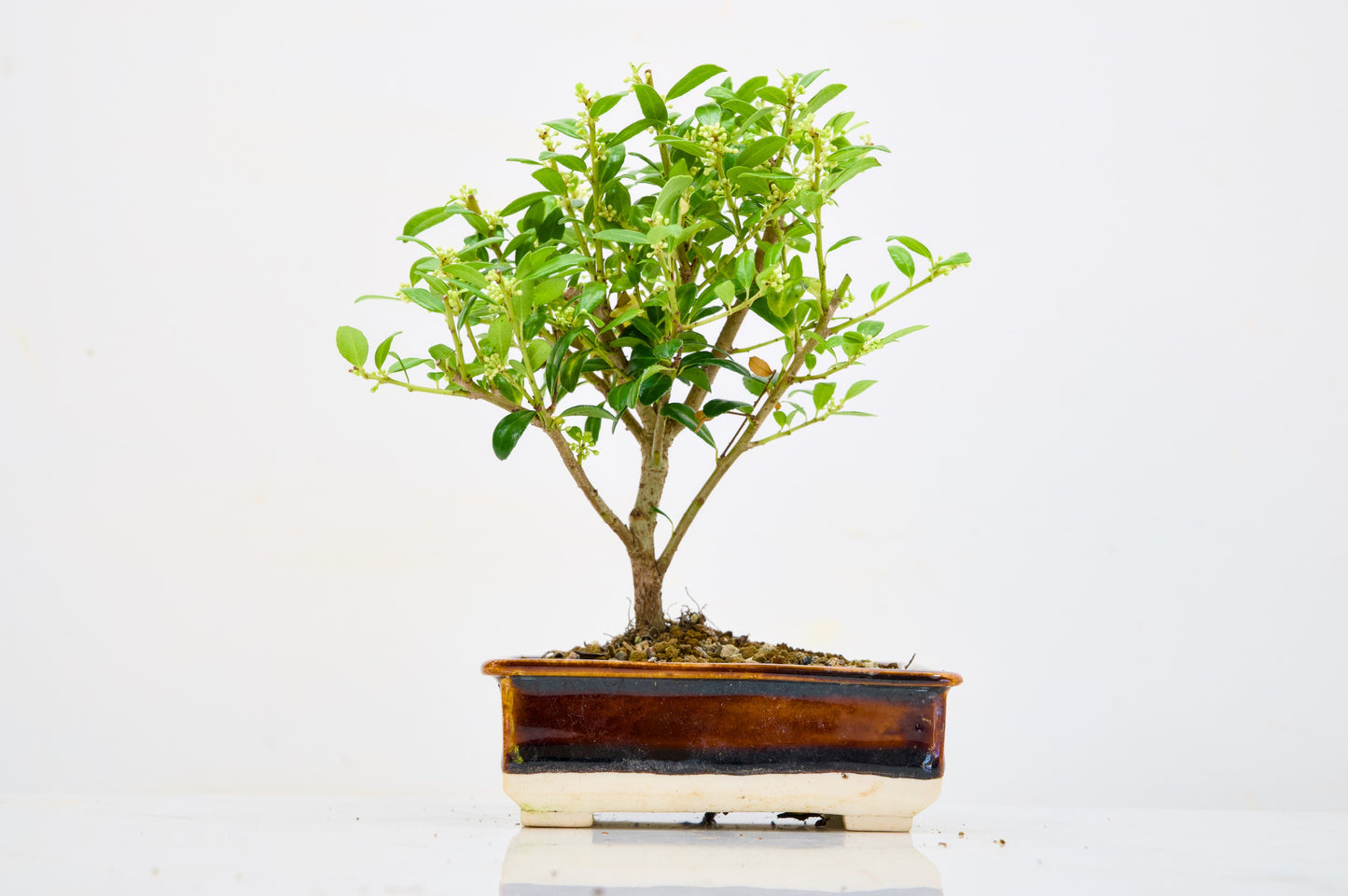 Japanese Holly- Starter Bonsai  Signature Bundle
