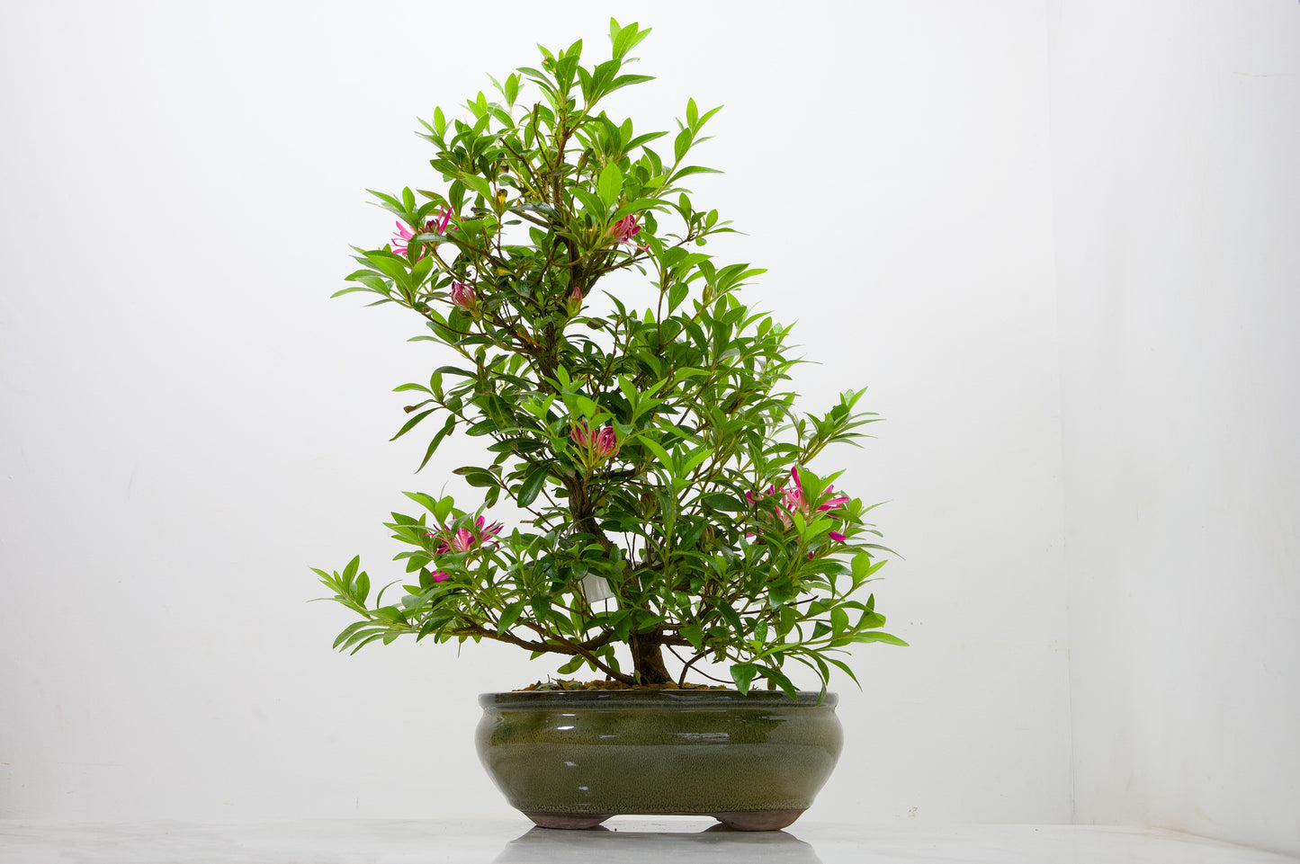 Satsuki Azalea Bonsai & Care Kit