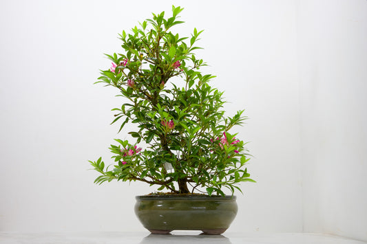 Satsuki Azalea Bonsai & Care Kit