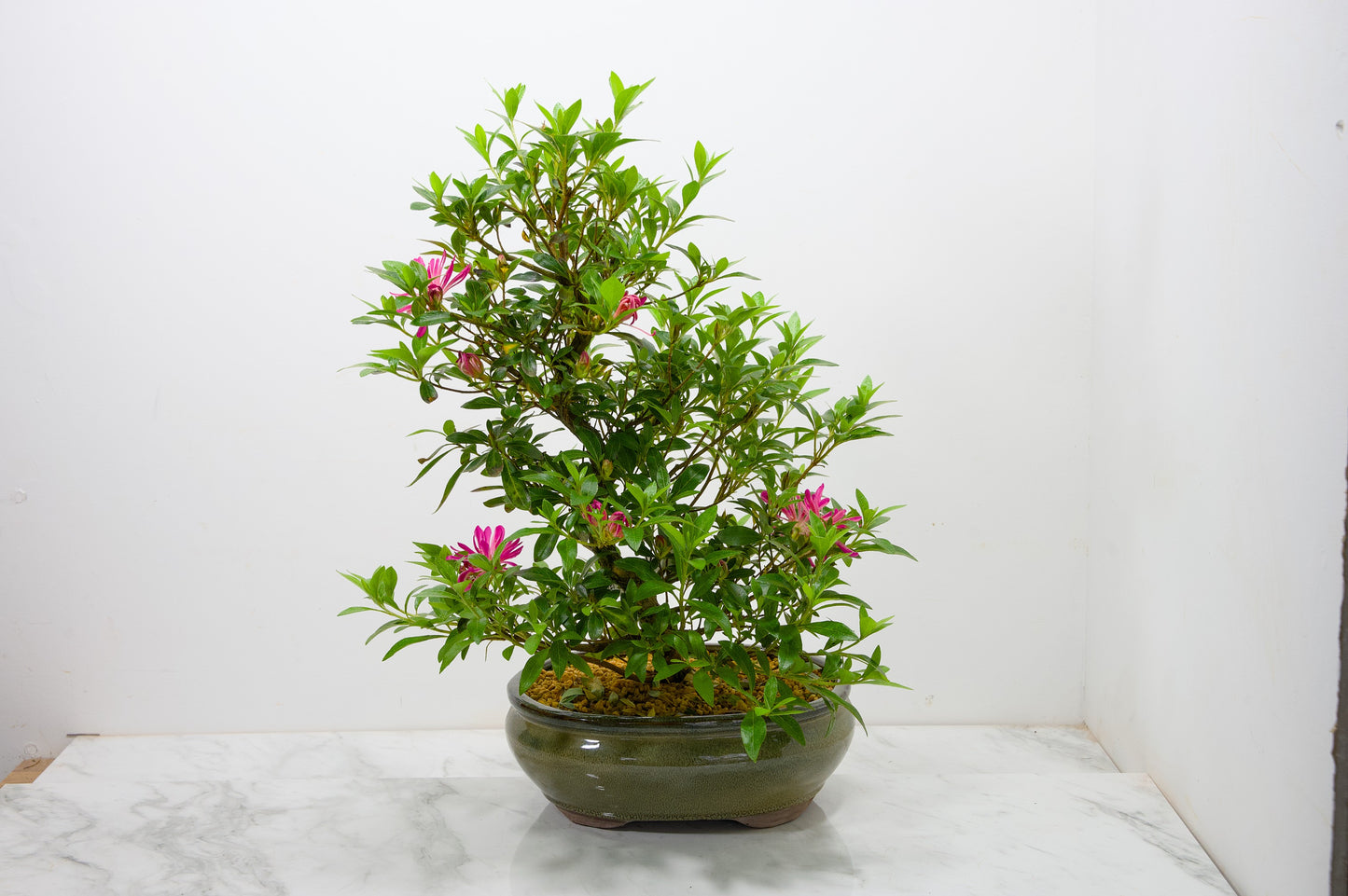 Satsuki Azalea Bonsai & Care Kit