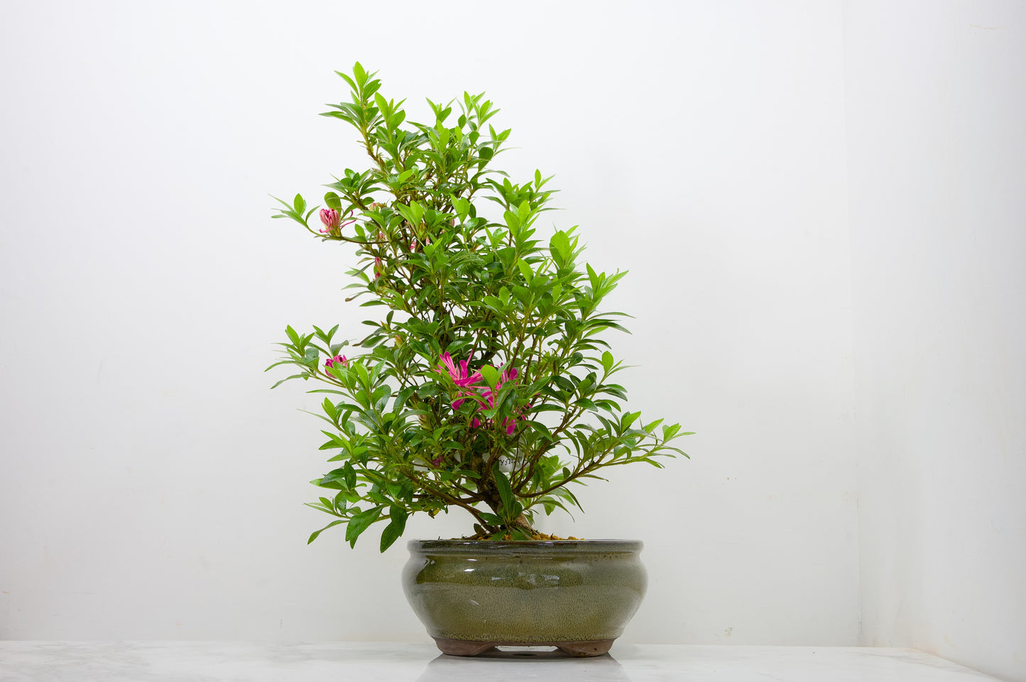 Satsuki Azalea Bonsai & Care Kit