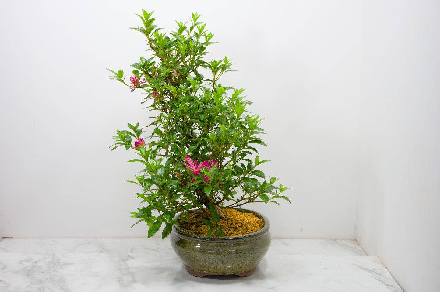 Satsuki Azalea Bonsai & Care Kit