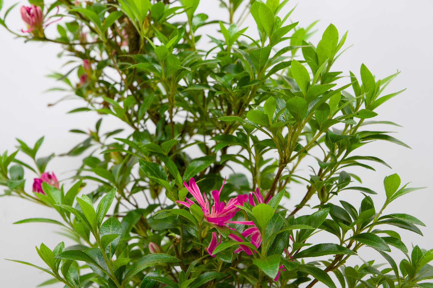Satsuki Azalea Bonsai & Care Kit