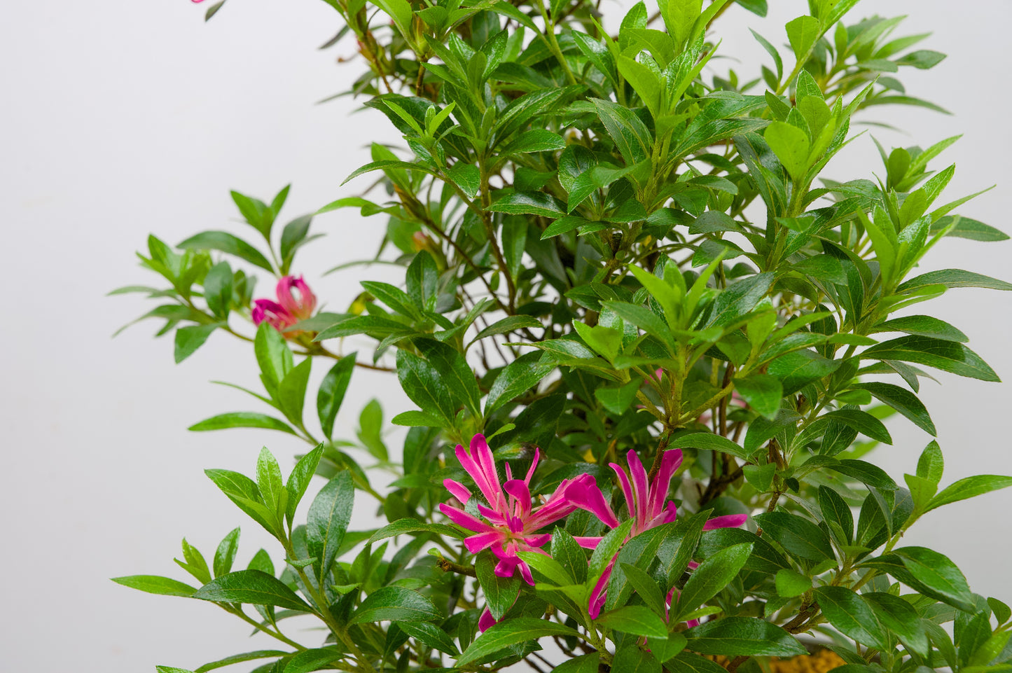 Satsuki Azalea Bonsai & Care Kit