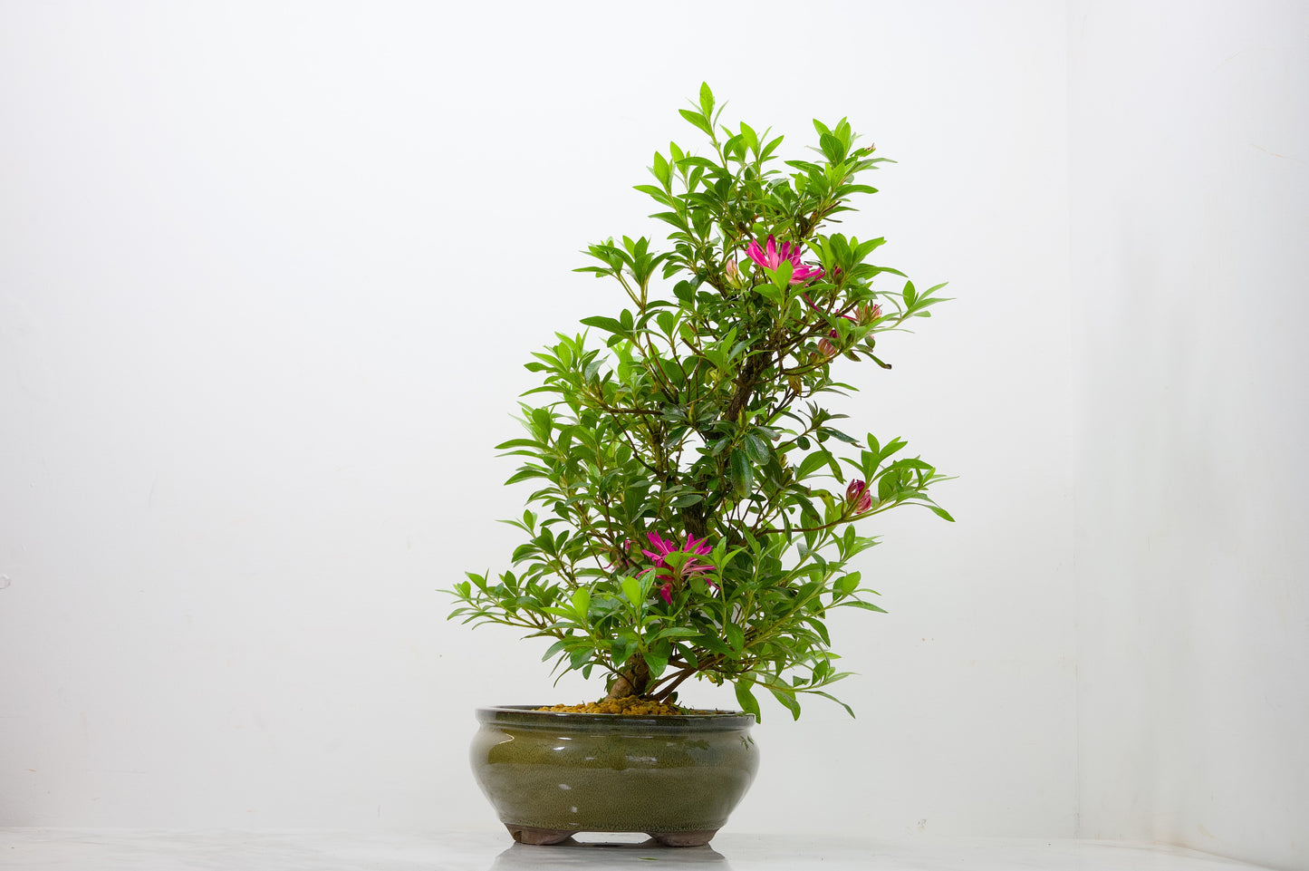Satsuki Azalea Bonsai & Care Kit
