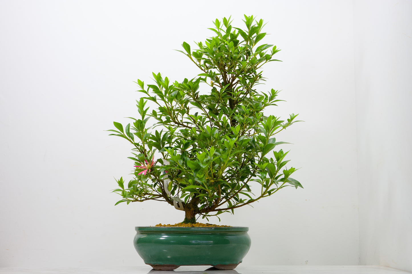 Satsuki Azalea Bonsai & Care Kit