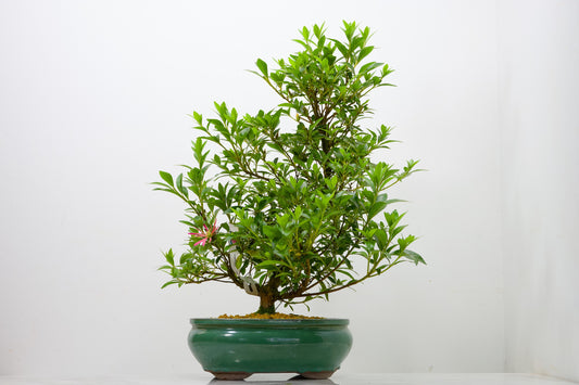 Satsuki Azalea Bonsai & Care Kit