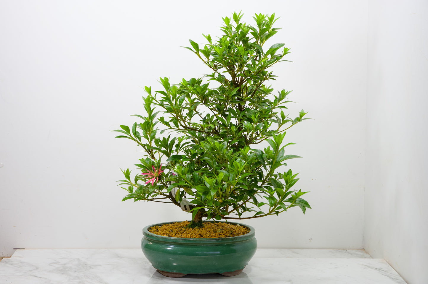 Satsuki Azalea Bonsai & Care Kit