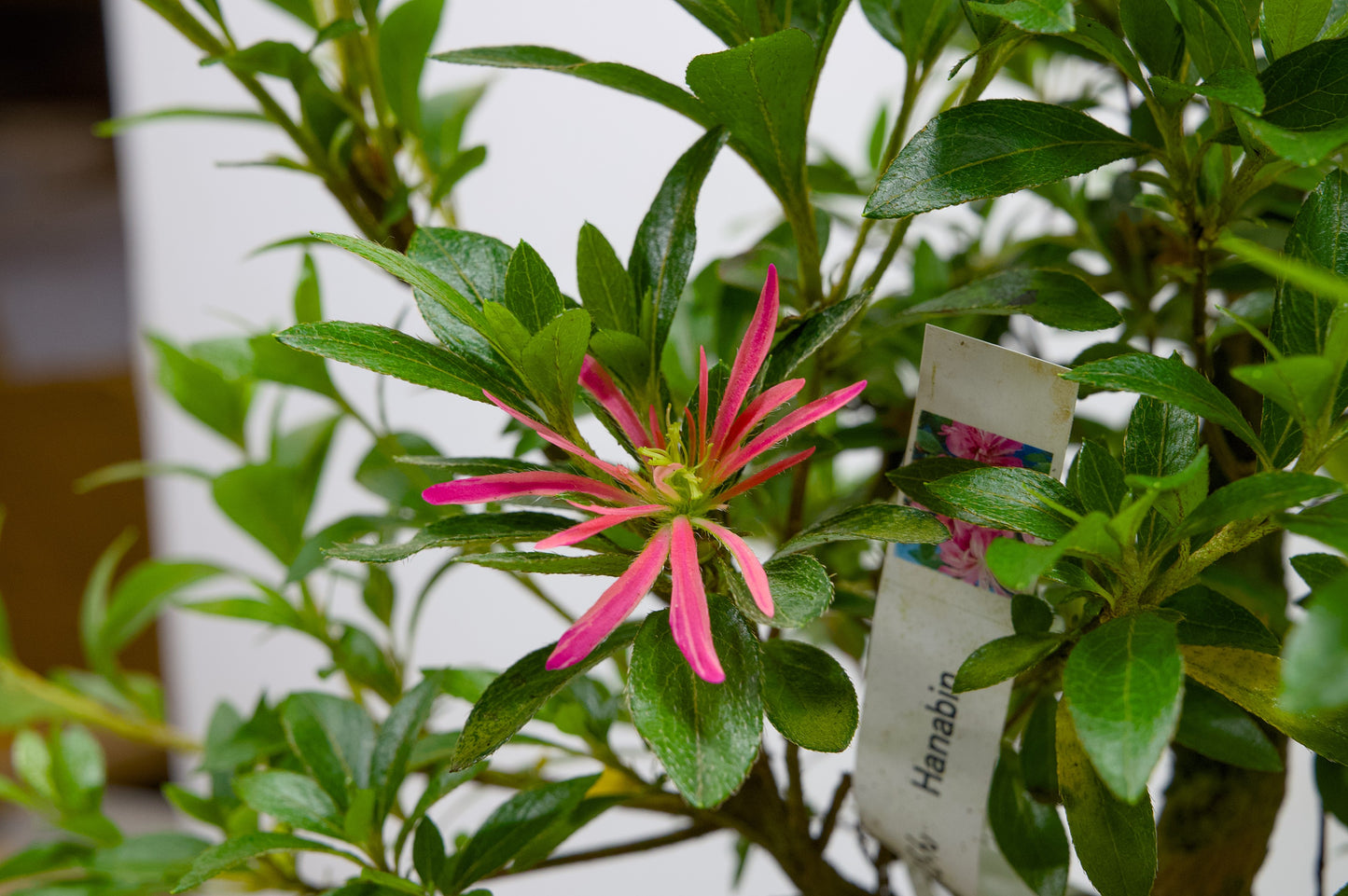 Satsuki Azalea Bonsai & Care Kit