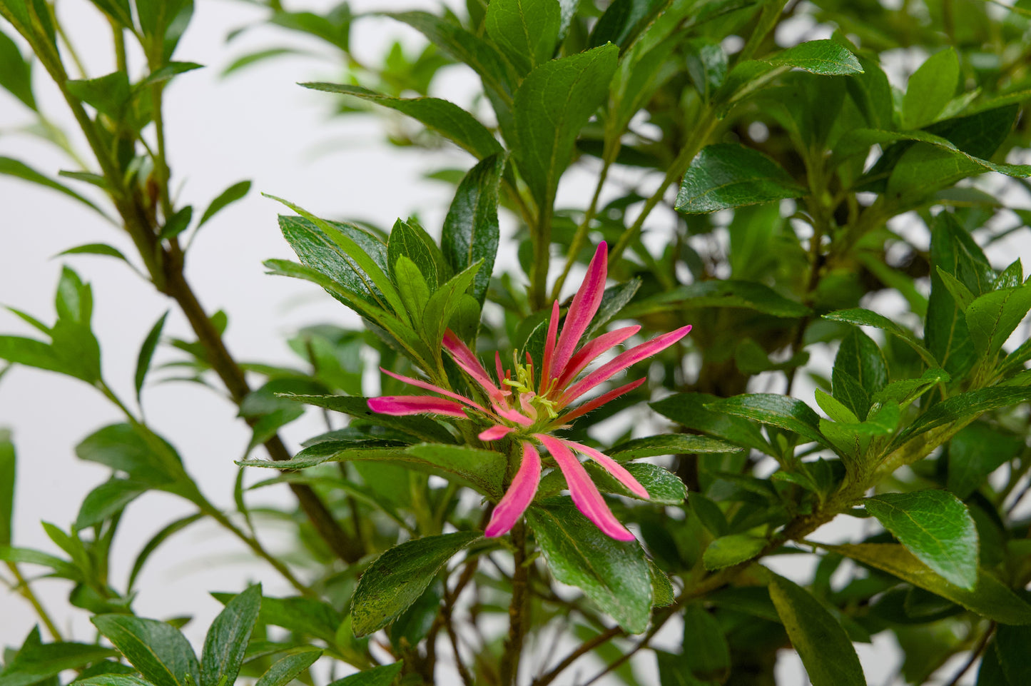 Satsuki Azalea Bonsai & Care Kit