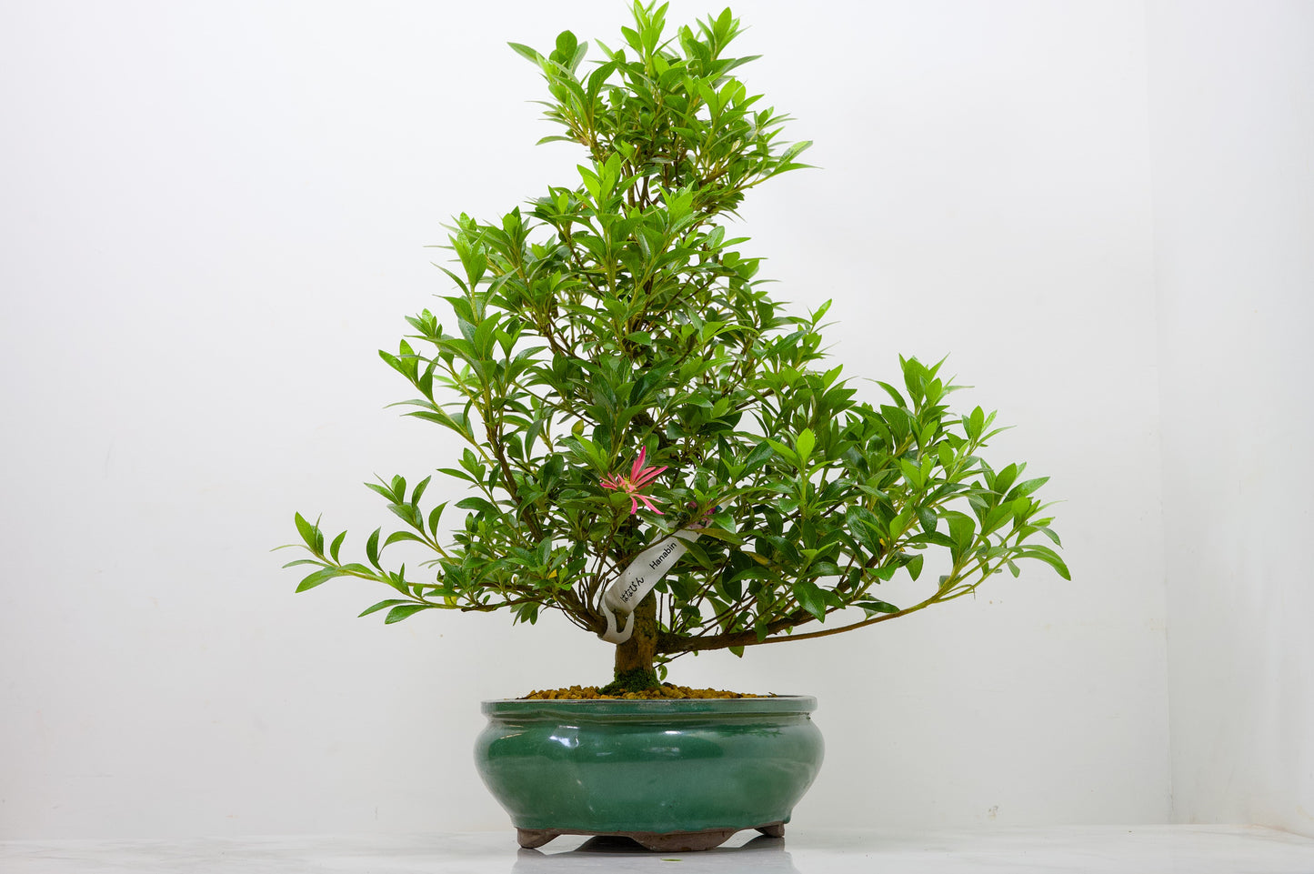 Satsuki Azalea Bonsai & Care Kit